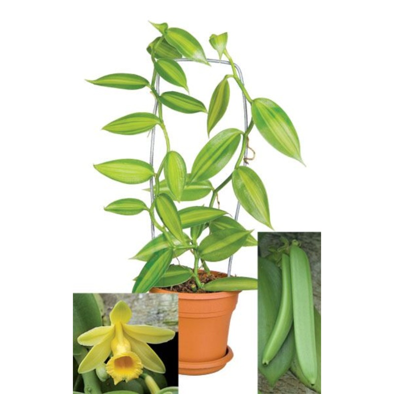 Variegated Vanilla (Vanilla planifolia variegata)