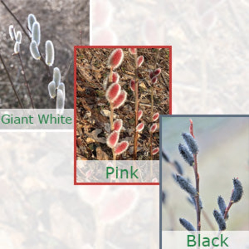 White, Pink and Black Pussy Willow Collection (Salix)