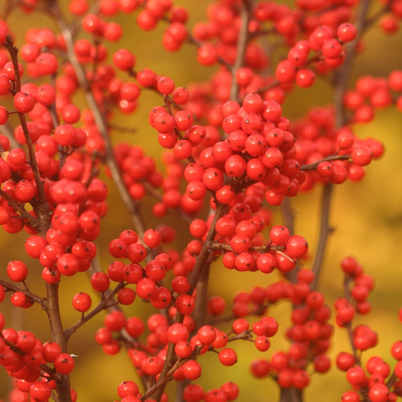 Winterberry Set Berry Heavy (Ilex verticillata)