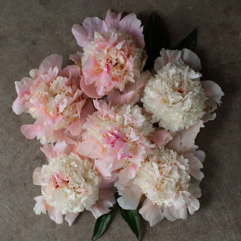 Peony Petticoat Flounce