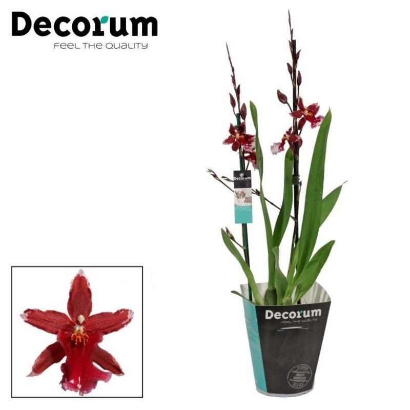 xBurrageara ‘Anthura Lazio’ – Cambria Orchid
