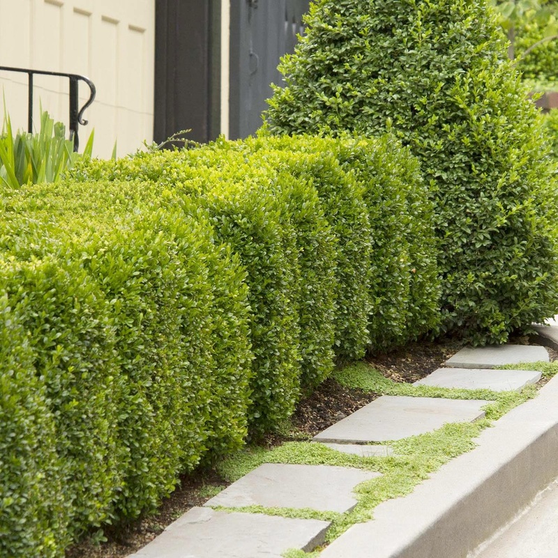 BUXUS ‘GREEN MOUNTAIN’