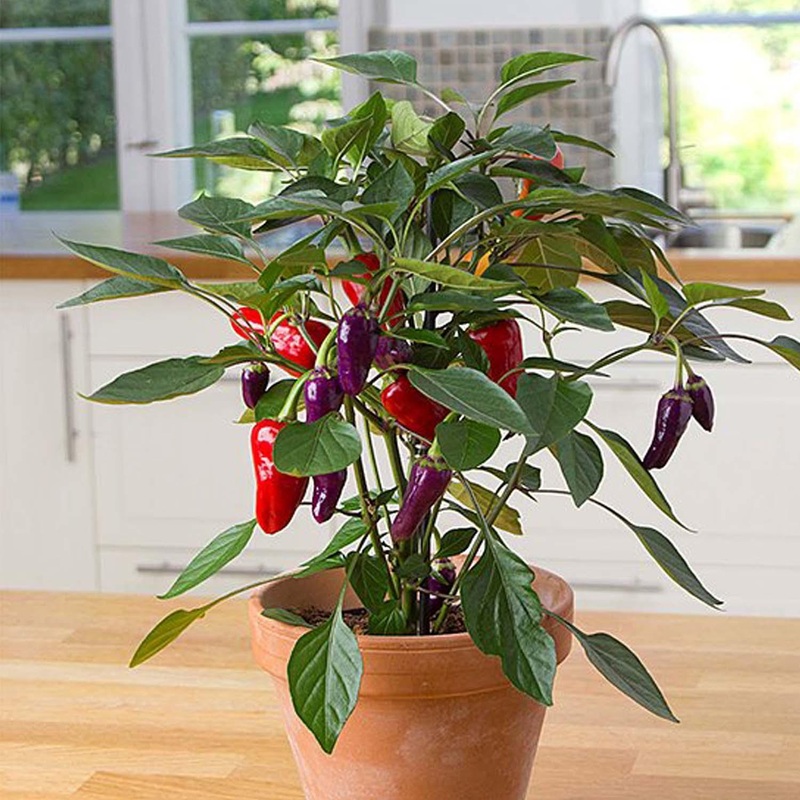 Cosmo – 4 Pot