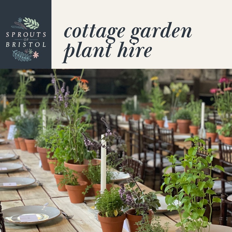 Cottage Garden Plant Hire  Romantic & Seasonal