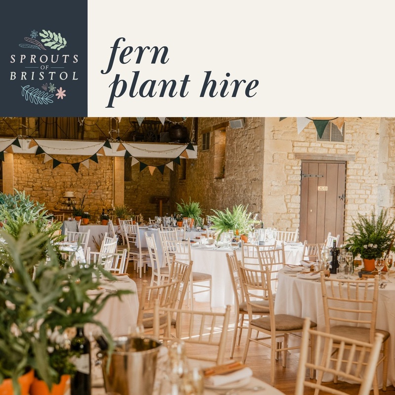Fern Plant Hire  Woodland Greenery