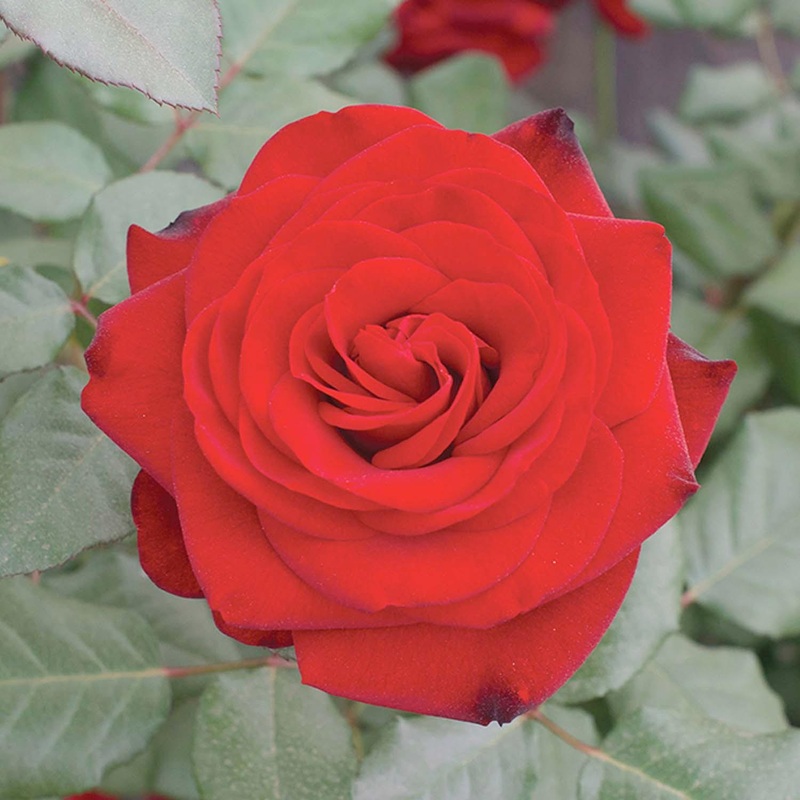 Forever Yours – 5 Gallon