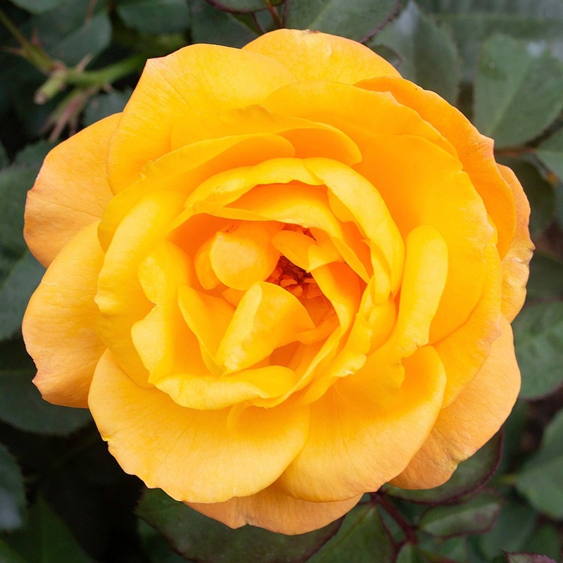 Good as Gold – 5 Gallon