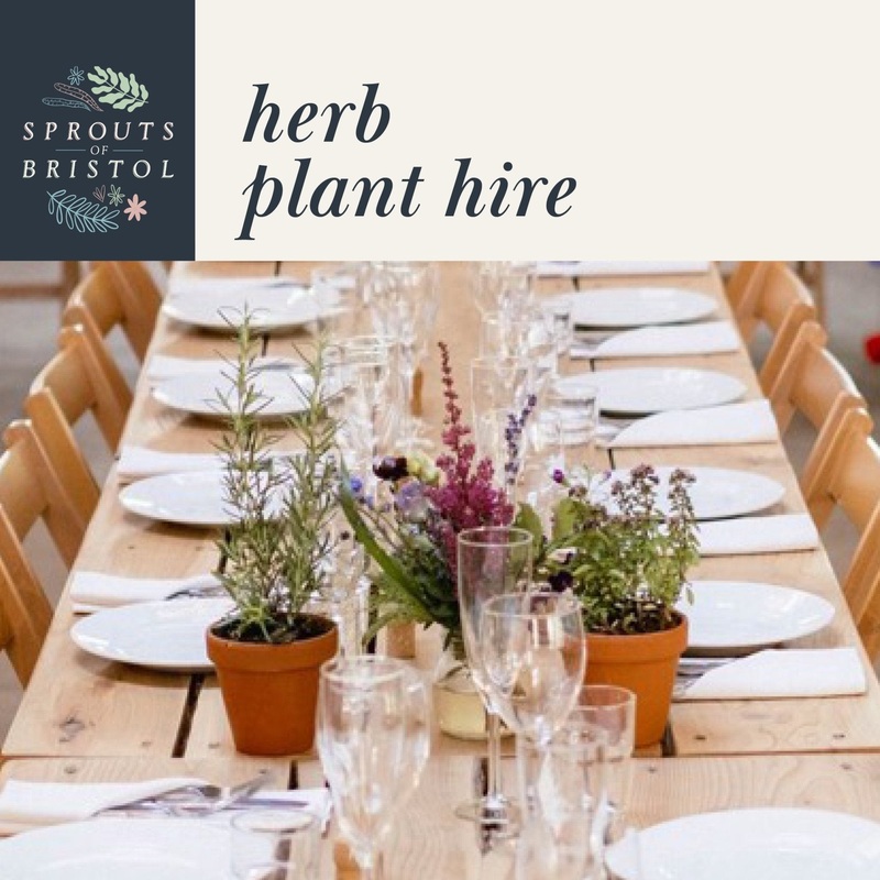 Herb Plant Hire  Rustic & Fragrant
