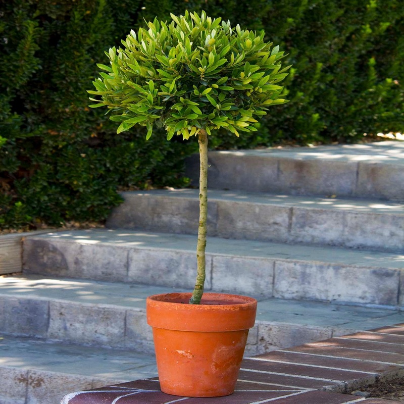 Little Ollie Patio Tree 5Gal