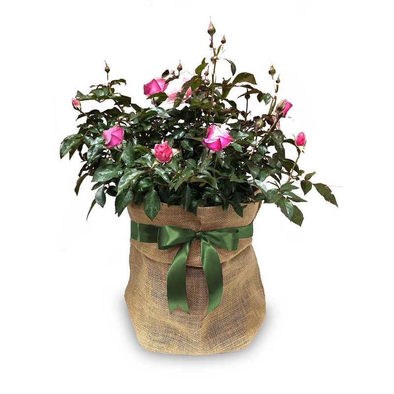 Rose Gift Wrapping