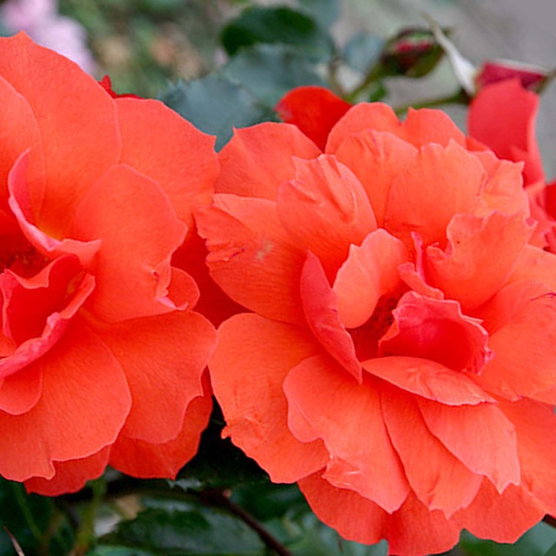 Sierra Lady Sunbelt – 5 Gallon