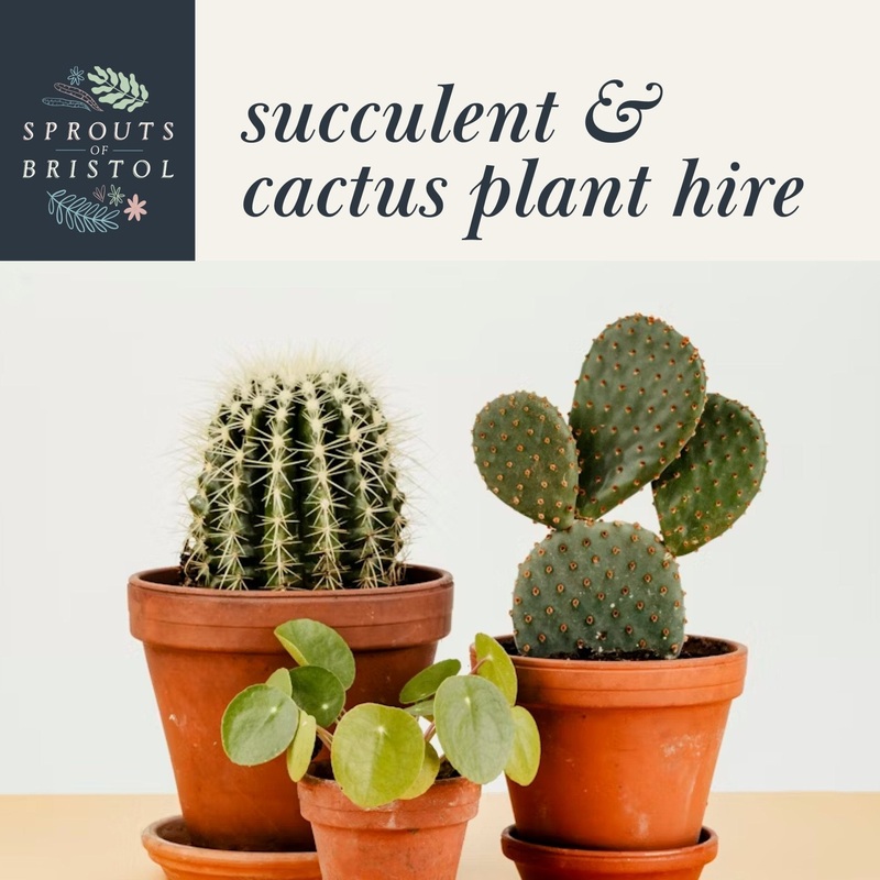 Succulent & Cactus Plant Hire  Quirky & Low-Maintenance