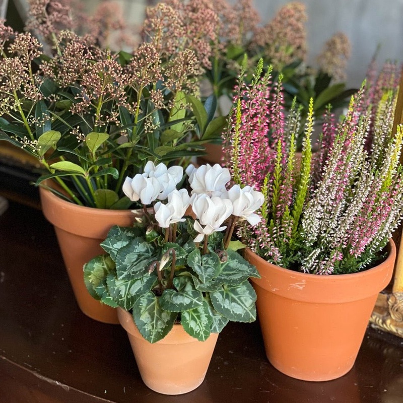 Terracotta Planter Hire  Various Sizes
