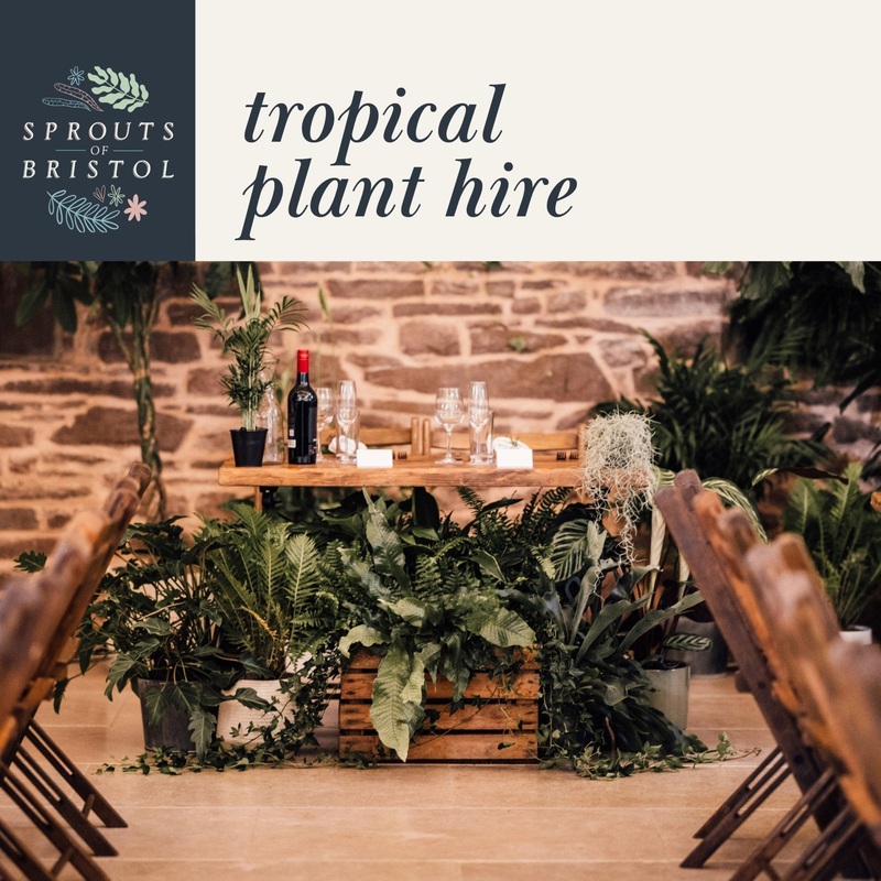 Tropical Plant Hire  Bold Statement Leaves