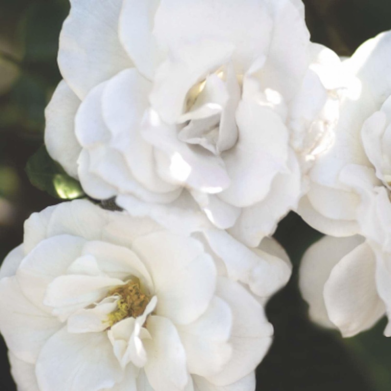 White Veranda – 5 Gallon
