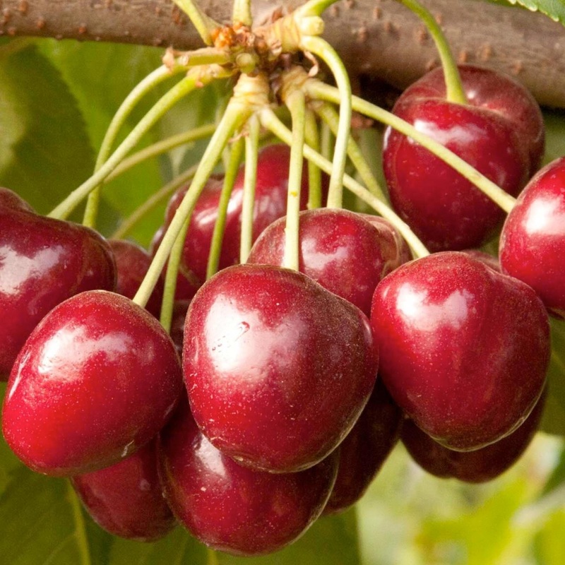 Cherry ‘Royal Crimson’ – Std. Root – #5 Gallon