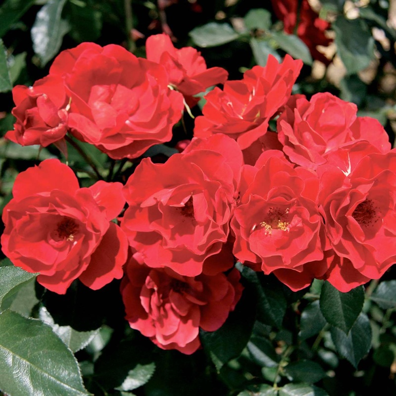 Double Red Simplicity – 5 Gallon