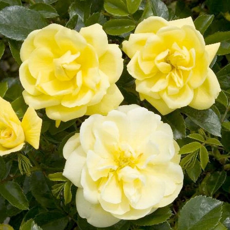 Flower Carpet Yellow – 5 Gallon