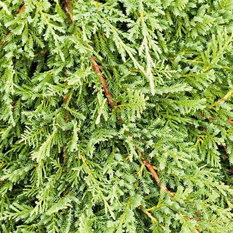 Juniperus h. ‘Prince Of Wales’ – Prince of Wales’ – Prince of Wales Juniper – 2