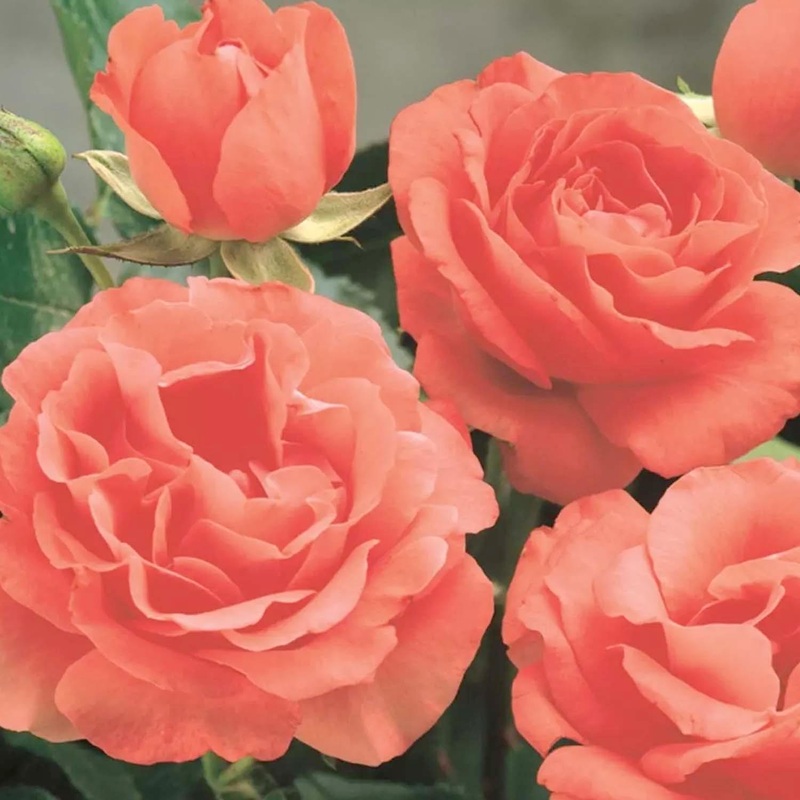 Marmalade Skies – 5 Gallon