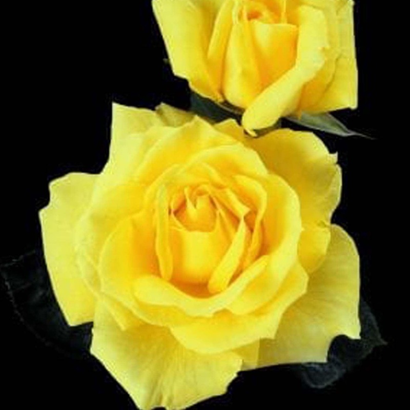 Mellow Yellow – 5 Gallon