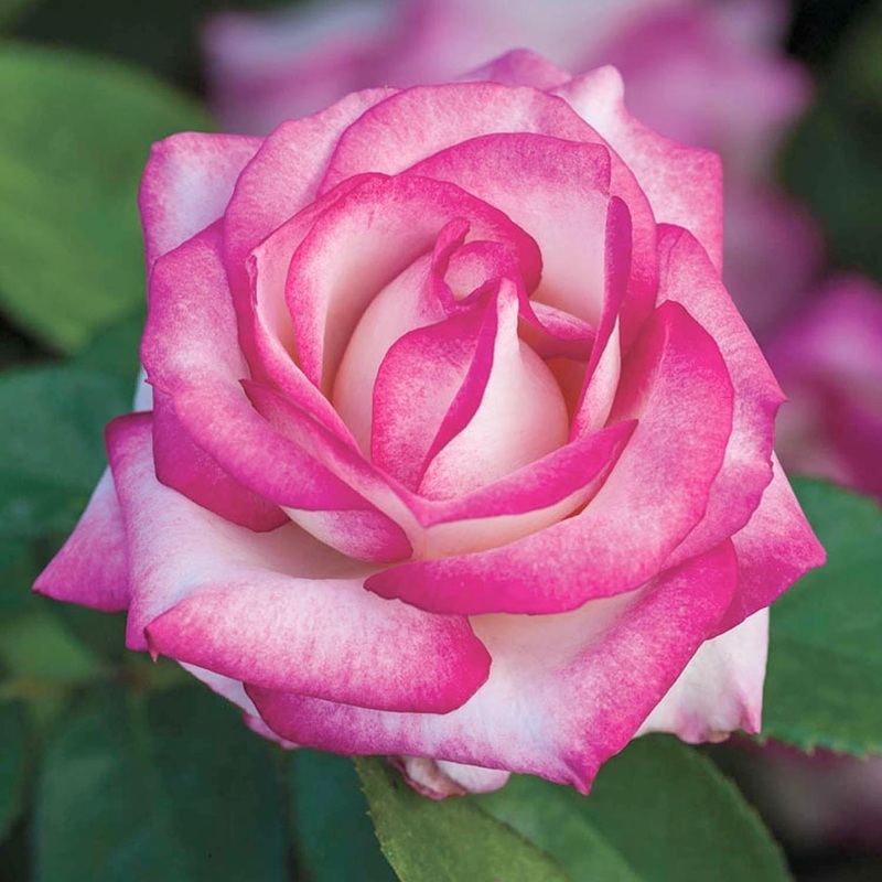 Miss Congeniality – 5 Gallon