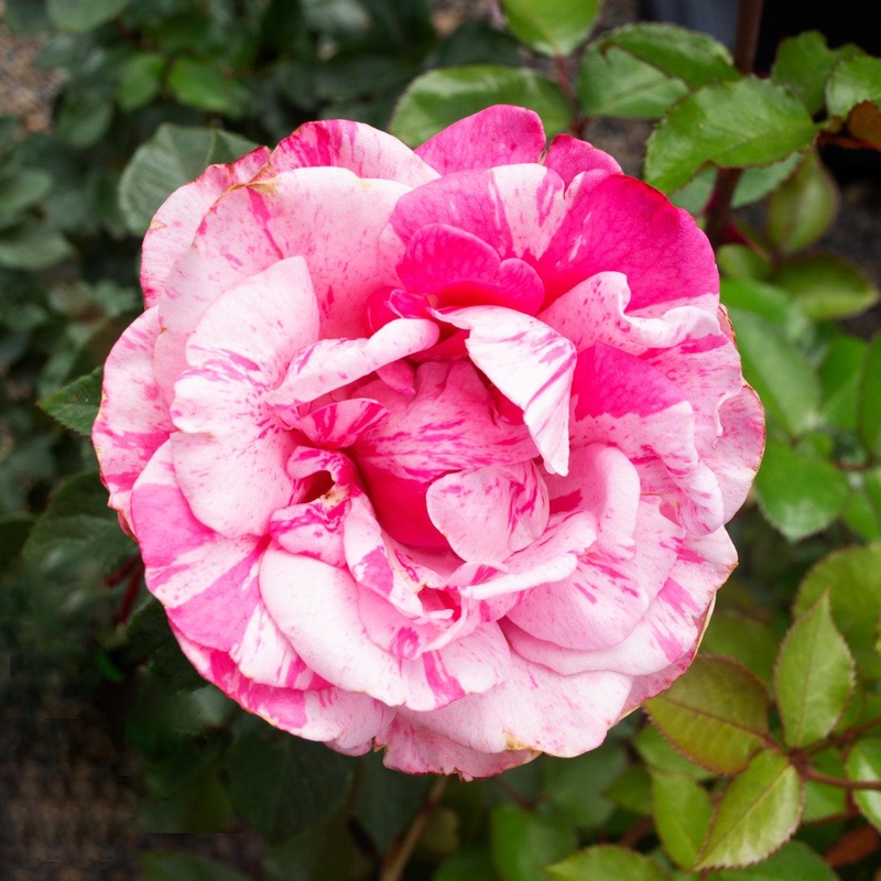 Parade Day – 5 Gallon