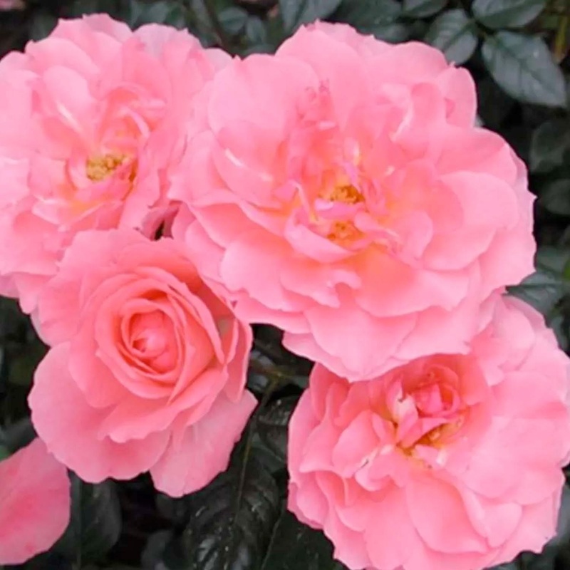 Passionate Kisses – 5 Gallon