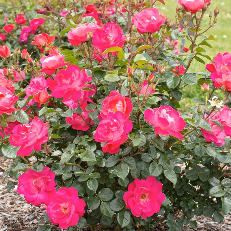 Pink Brick House – 5 Gallon