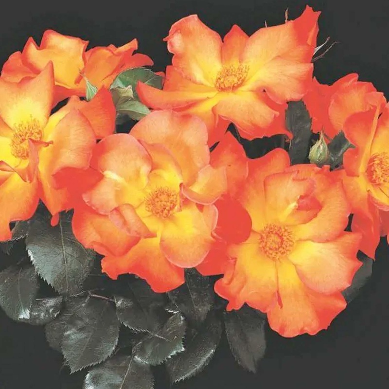 Playboy – 5 Gallon