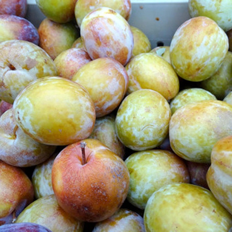 Pluot ‘Flavor Grenade’ – Semi-Dwarf – #5 Gallon