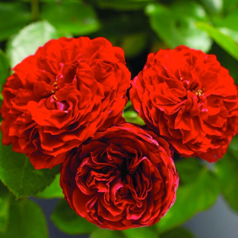 Roxanne Veranda – 5 Gallon