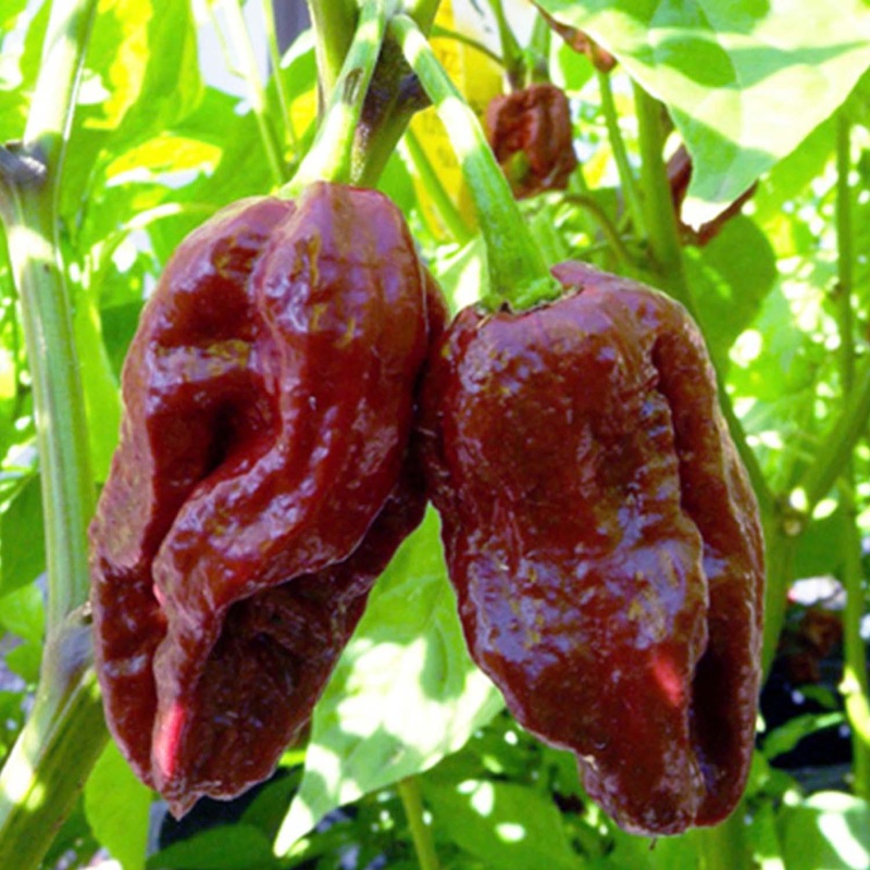7 Pot Douglah – 4 Pot