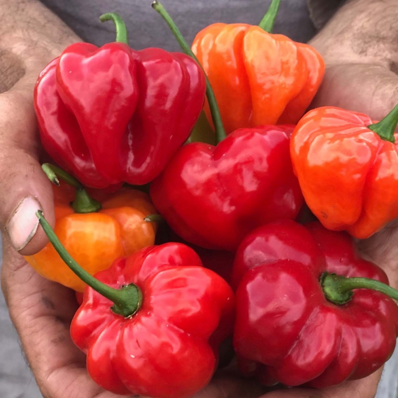 Aji Dulce – 4 Pot