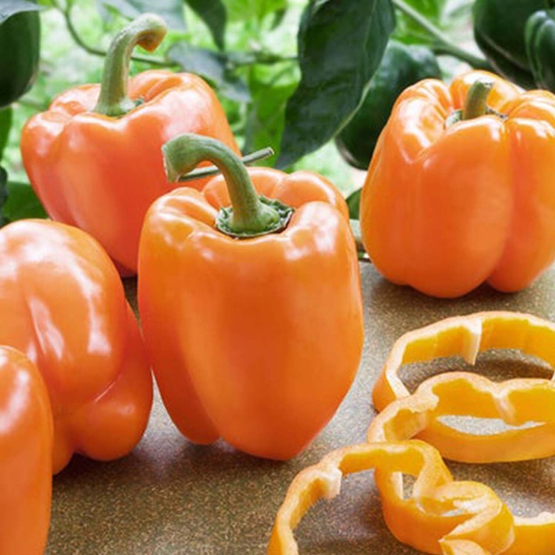 Bell Orange  – 4 Pot