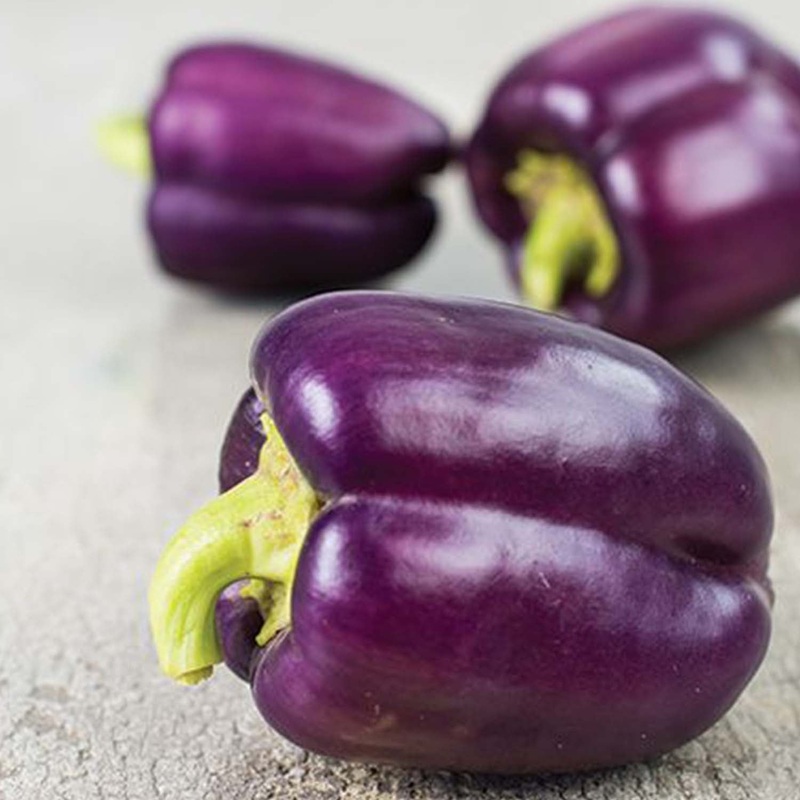 Bell Purple – 4 Pot