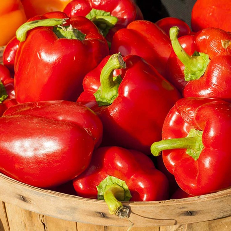 Bell Red  – 4 Pot