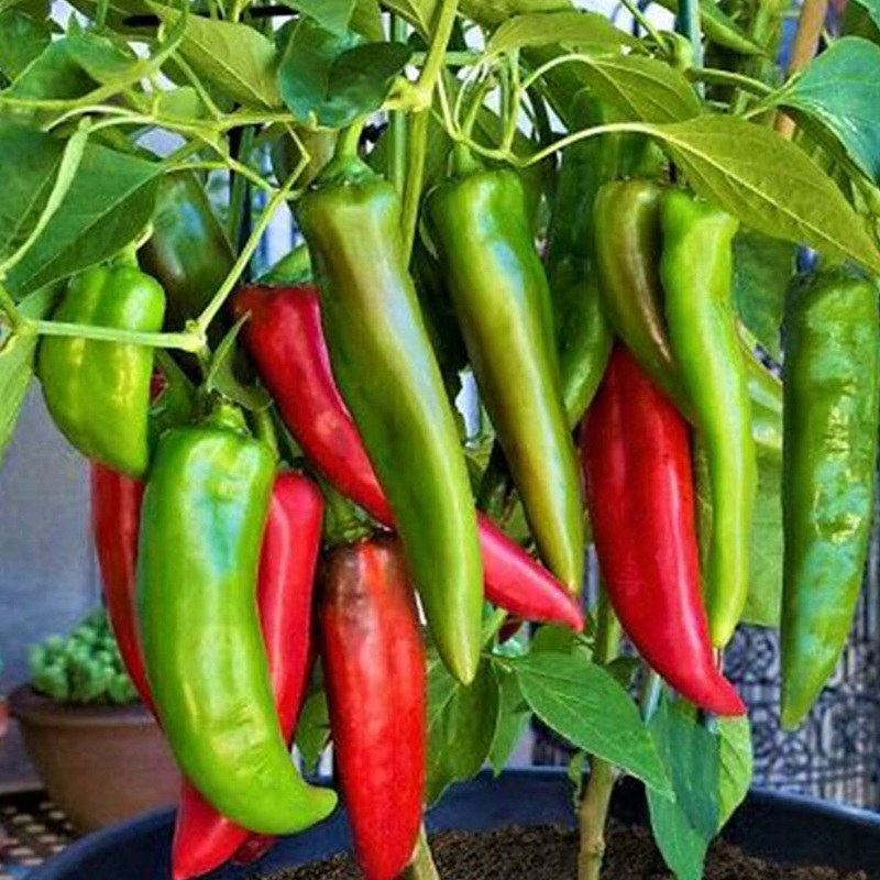 Big Jim – 4 Pot