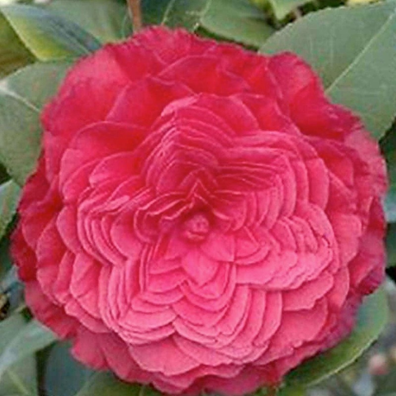 Camellia ‘Nuccio’s Bella Rosa’ – Nuccio’s Bella Rossa Camellia – 5 Gallon