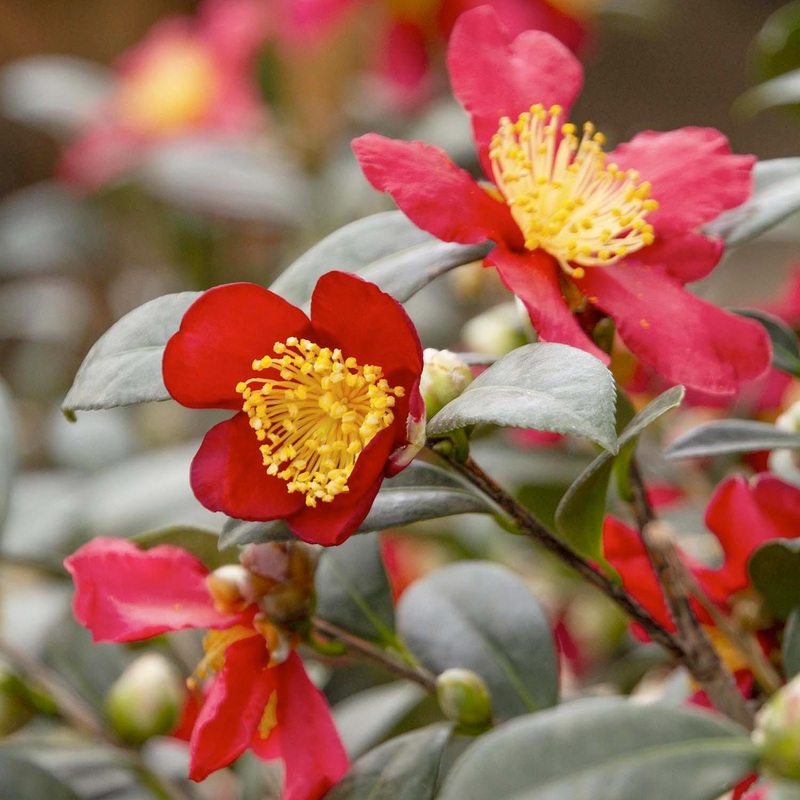 Camellia ‘Yuletide’ – Yuletide Camellia – 7 Gallon