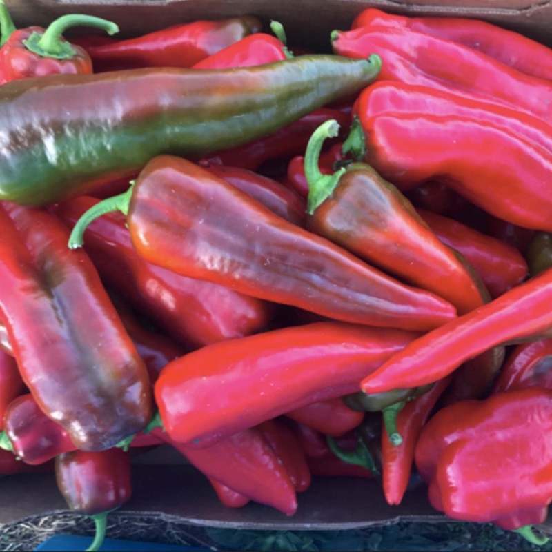 Carmen – 4 Pot