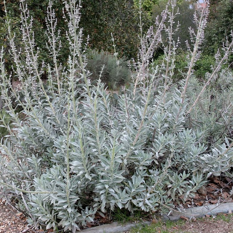 Compact White Sage- 1 Gallon