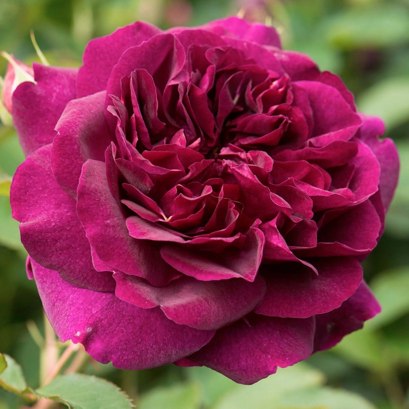 Darcey Bussell – 15 Gallon