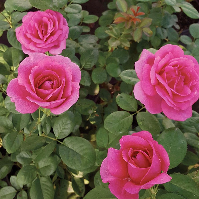 Della Reese – 5 Gallon
