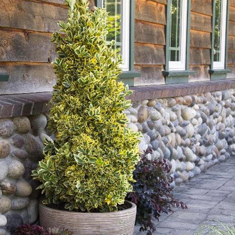 Euonymus jap. ‘Chollipo’ – Chollipo Euonymus – 10 Gallon