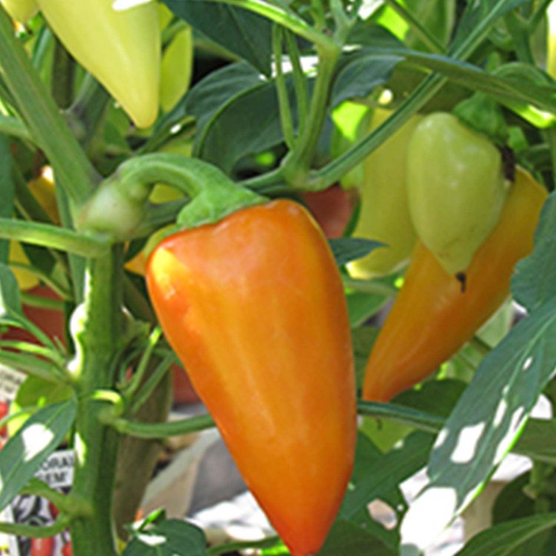 Floral Gem/ Coloro – 4 Pot
