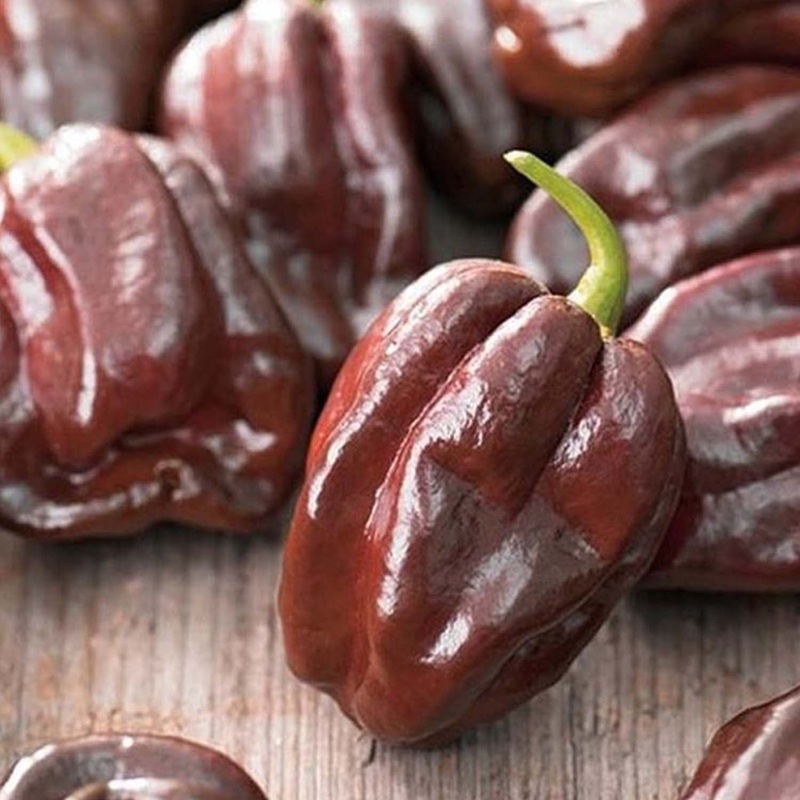 Habanero Chocolate – 4 Pot