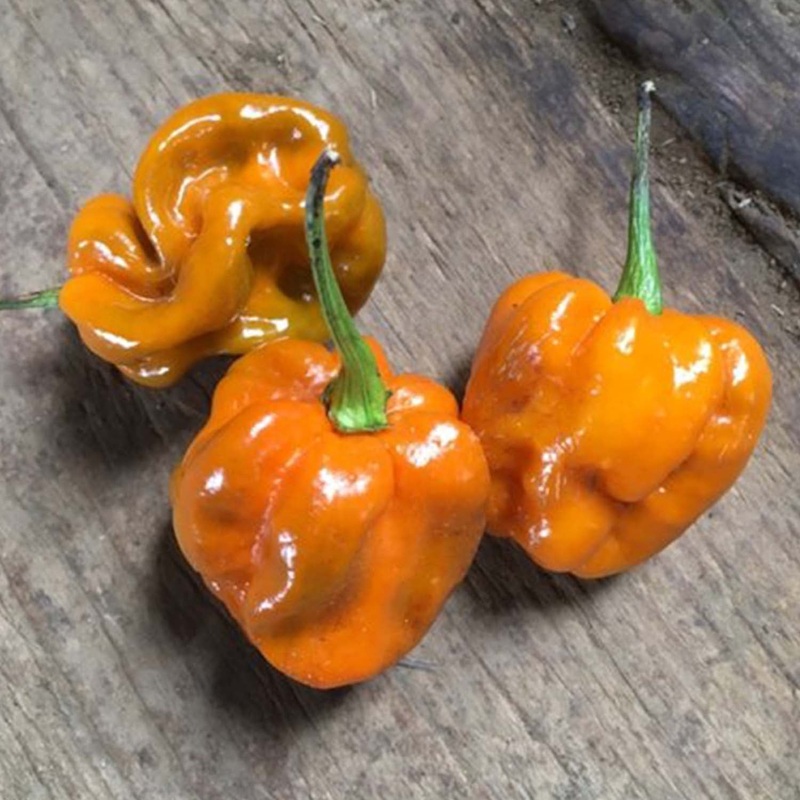 Habanero Mustard – 4 Pot