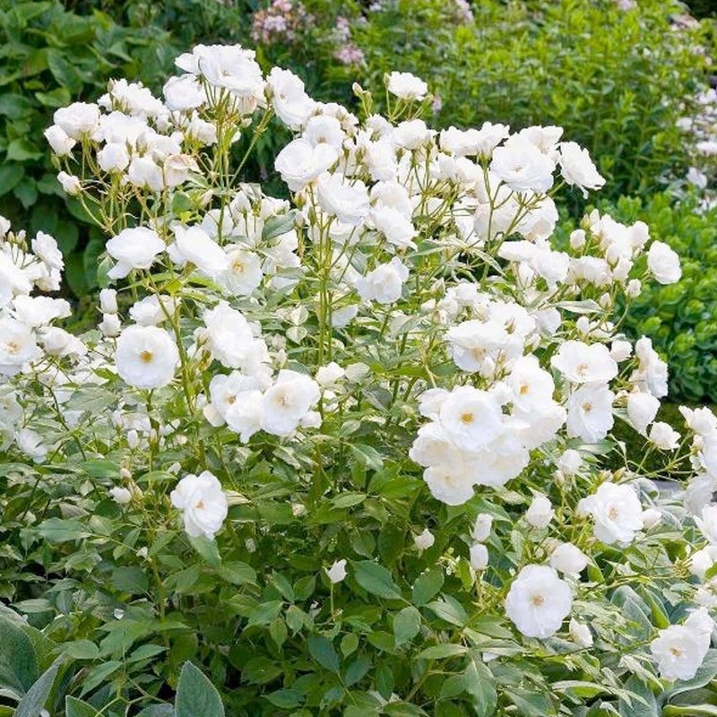 Iceberg – Espalier – 15 Gallon