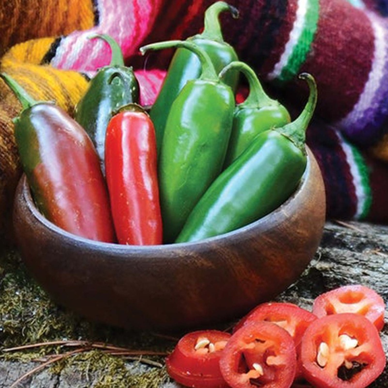 Jalapeno Early – 4 Pot